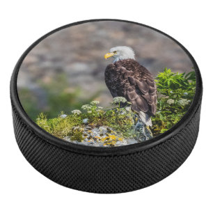 Bald eagle sitting on the rock hockey puck