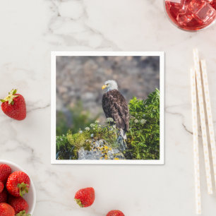 Bald eagle sitting on the rock napkin