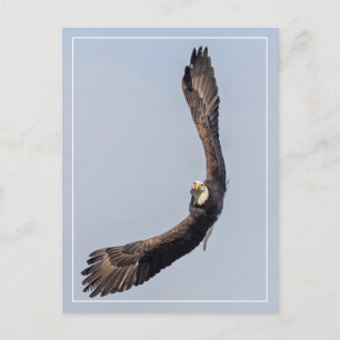 Bald Eagle Sky Carving Postcard