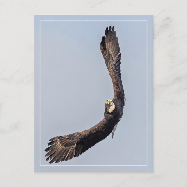 Bald Eagle Sky Carving Postcard (Front)