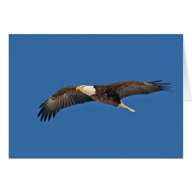 Bald Eagle Sky High (Front Horizontal)
