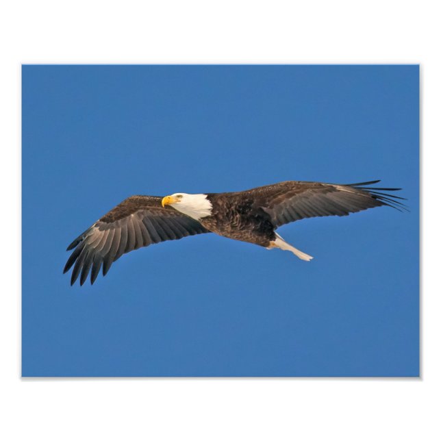 Bald Eagle Sky High Photo Print (Front)