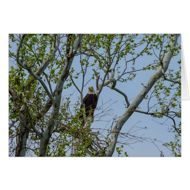 Bald Eagle Smile (Front Horizontal)