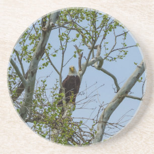 Bald Eagle Smile Coaster