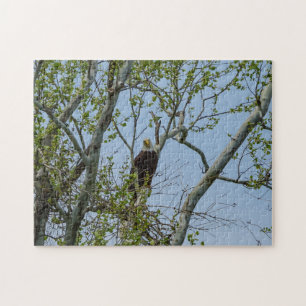 Bald Eagle Smile Jigsaw Puzzle