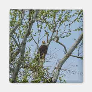 Bald Eagle Smile Magnet