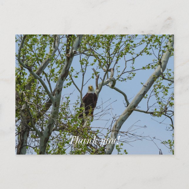 Bald Eagle Smile Postcard (Front)