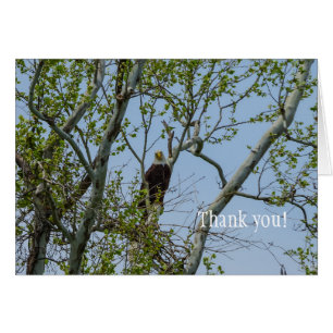 Bald Eagle Smile Thank You