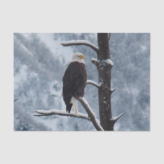 Bald Eagle Snow Tree Photo Tissue Paper (Front)