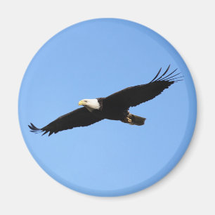 Bald Eagle Soar Magnet