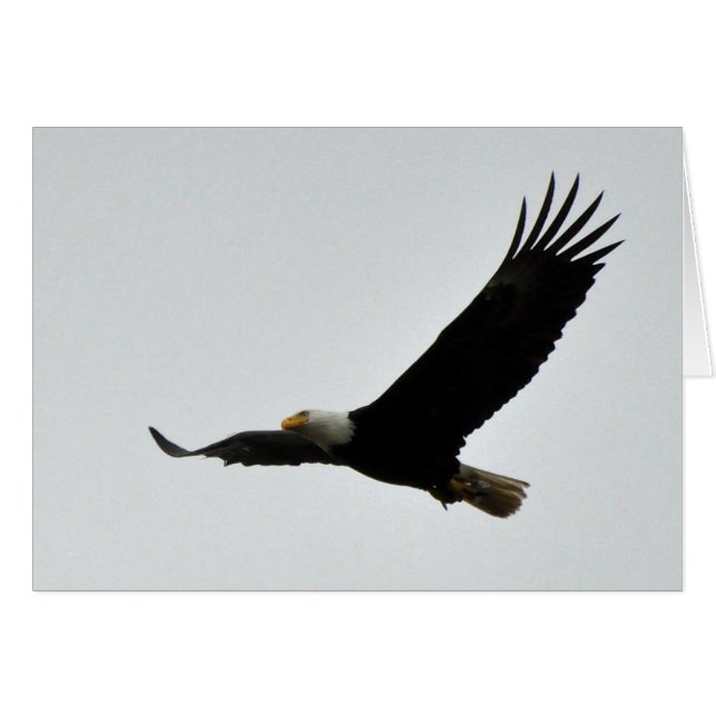 Bald Eagle Soaring (Front Horizontal)