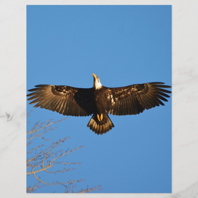 Bald Eagle Soaring1 (Front)