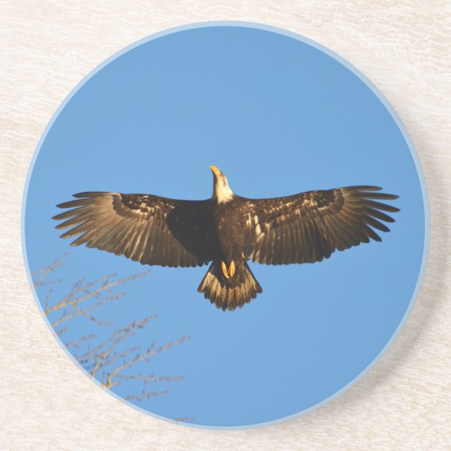 Bald Eagle Soaring1 Coaster (Front)