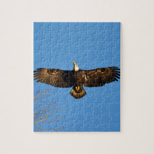 Bald Eagle Soaring1 Jigsaw Puzzle