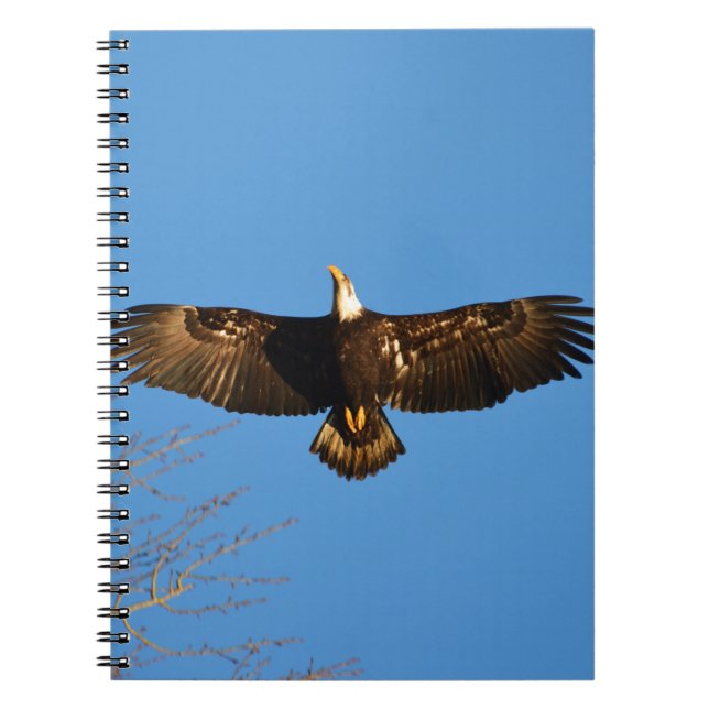 Bald Eagle Soaring1 Notebook (Front)
