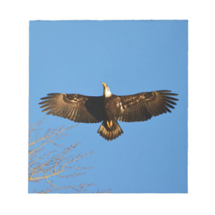 Bald Eagle Soaring1 Notepad