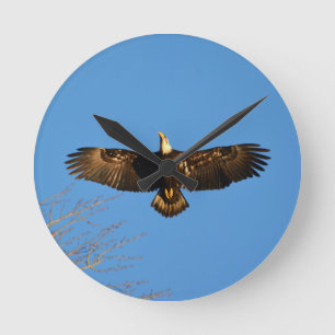 Bald Eagle Soaring1 Round Clock