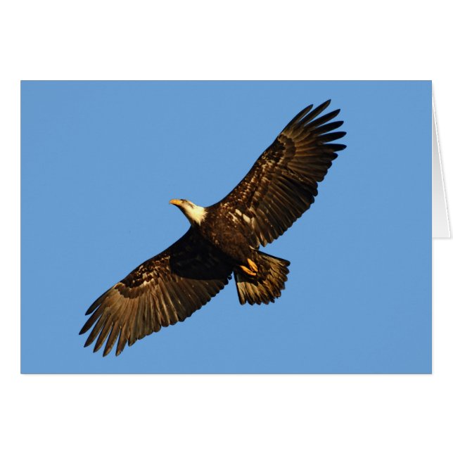Bald Eagle Soaring 2 (Front Horizontal)