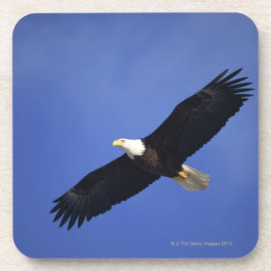 Bald eagle soaring , Alaska Coaster