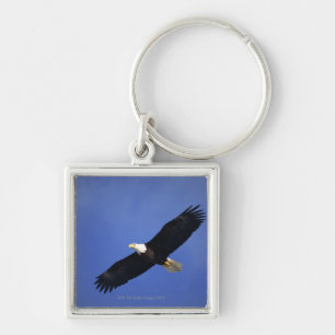 Bald eagle soaring , Alaska Key Ring