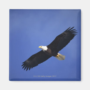 Bald eagle soaring , Alaska Magnet