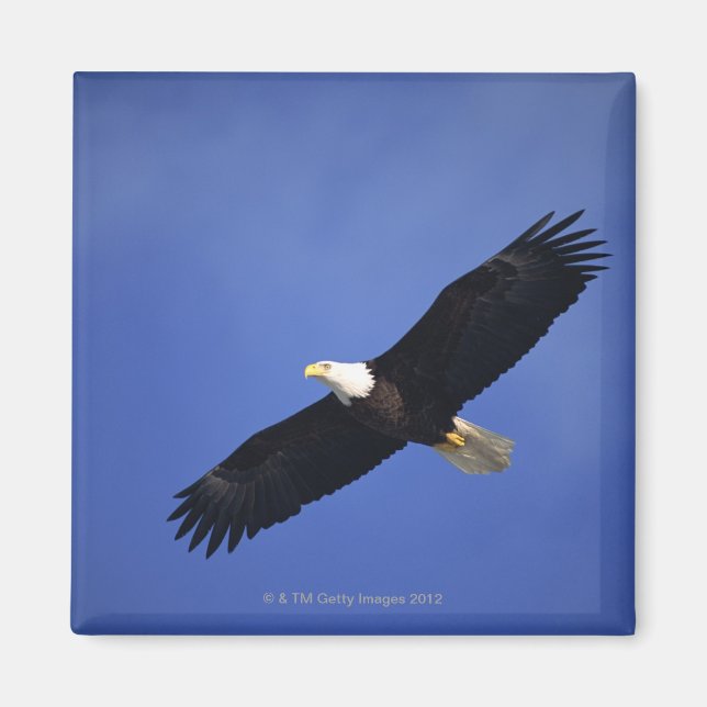 Bald eagle soaring , Alaska Magnet (Front)