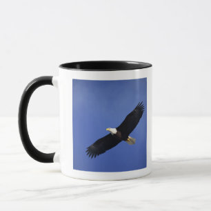 Bald eagle soaring , Alaska Mug
