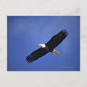 Bald eagle soaring , Alaska Postcard