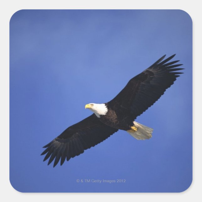Bald eagle soaring , Alaska Square Sticker (Front)