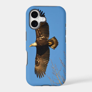Bald Eagle Soaring Over Trees