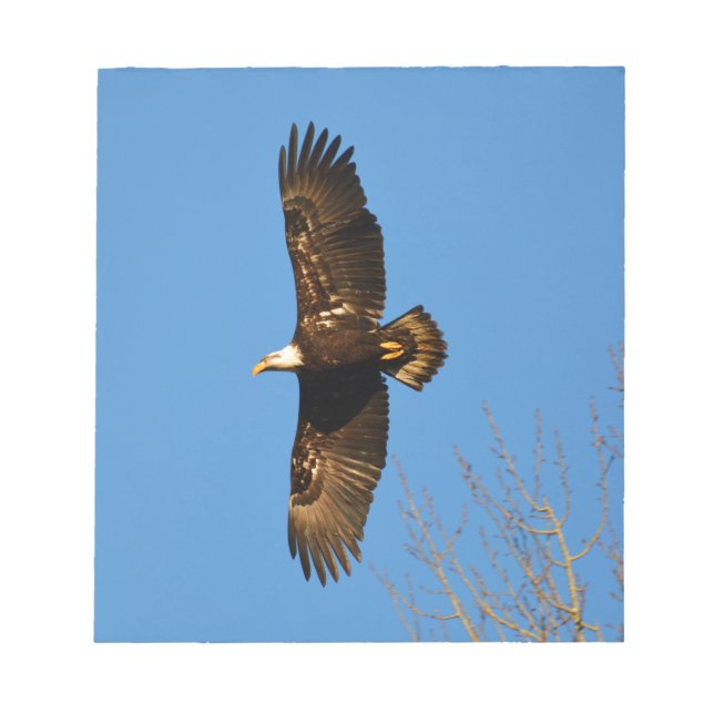 Bald Eagle Soaring Over Trees Notepad (Front)