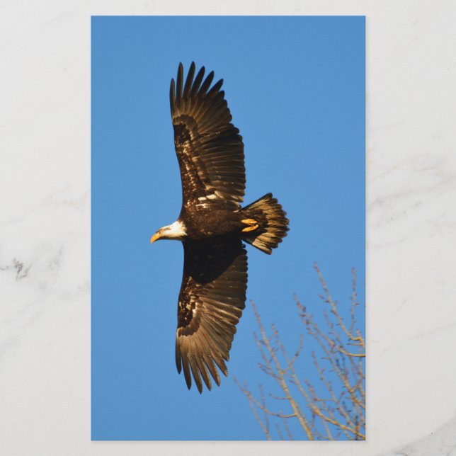 Bald Eagle Soaring Over Trees Stationery (Front)