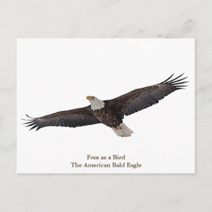 Bald Eagle Soaring Postcard