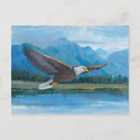 Bald Eagle Soaring