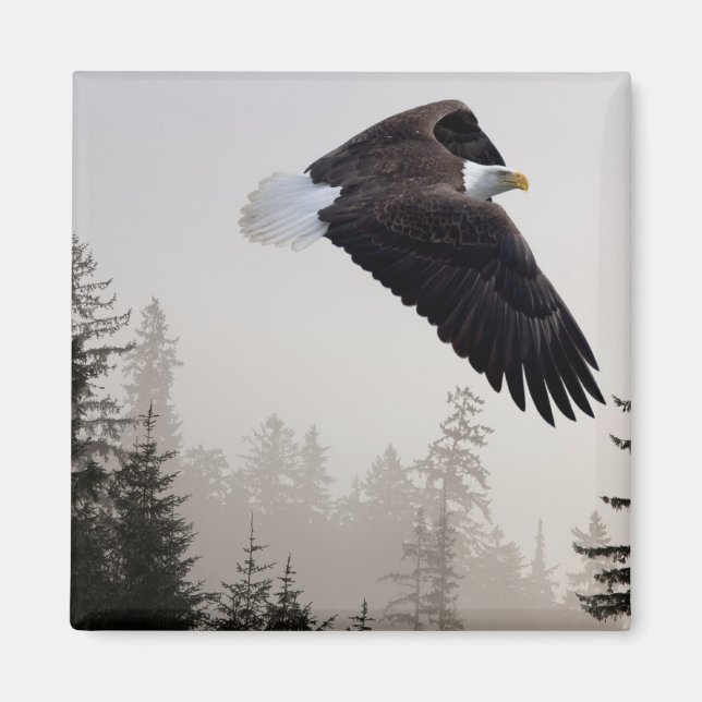 Bald Eagle Soaring Through Mist Magnet (Front)