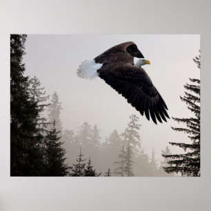 Bald Eagle Soaring Through Mist Poster