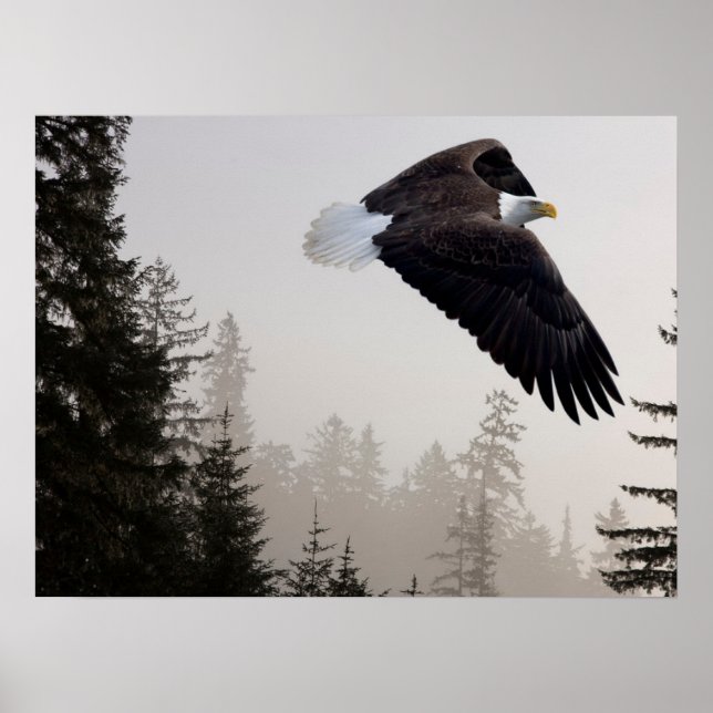 Bald Eagle Soaring Through Mist Poster (Front)