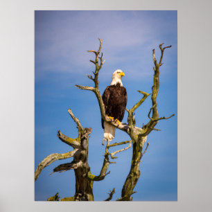 Bald Eagle, Southern Gulf Islands, BC Poster