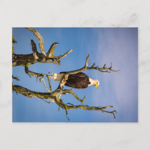 Bald Eagle, Southern Gulf Islands, British Columbi Postcard