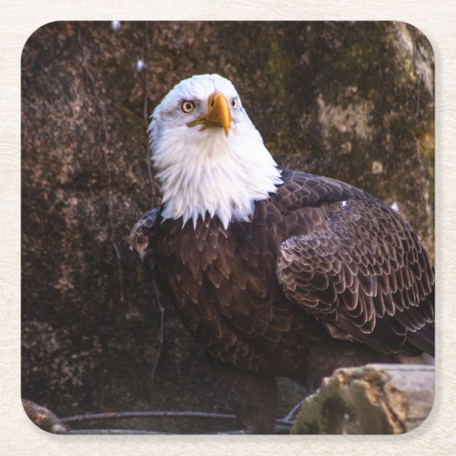 Bald Eagle Square Paper Coaster (Front)
