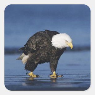 Bald Eagle Square Sticker
