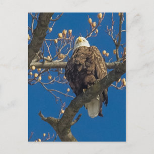 Bald Eagle Staredown Postcard