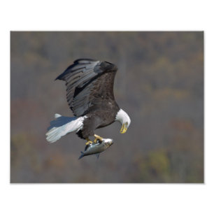 Bald Eagle staring at a fish Photo Print