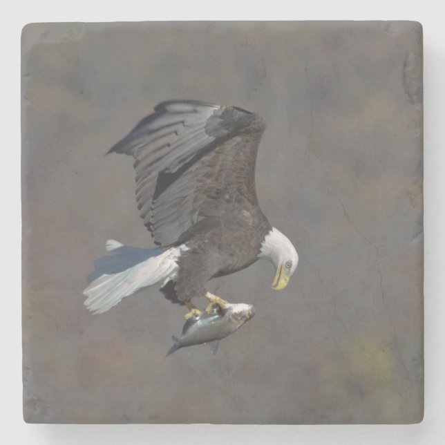 Bald Eagle staring at a fish Stone Coaster (Front)