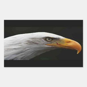 Bald Eagle stcn Rectangular Sticker