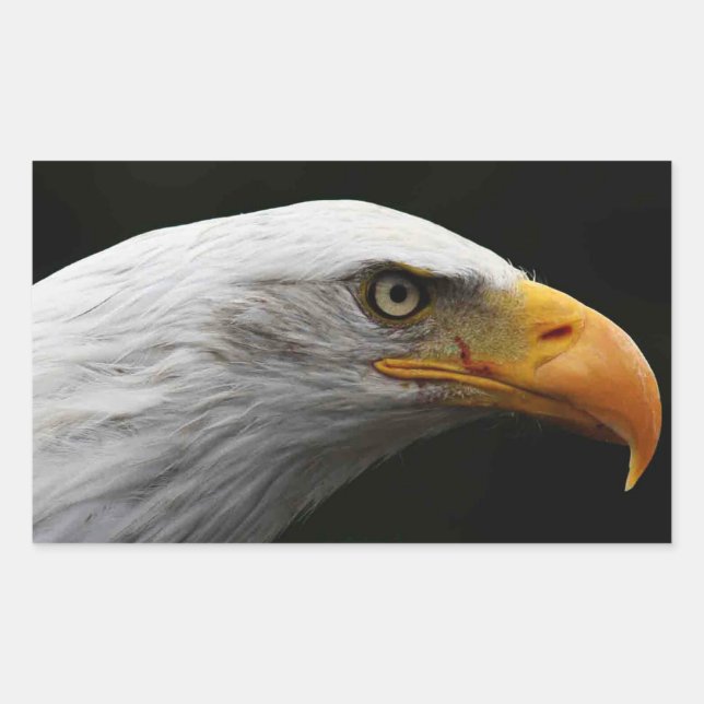 Bald Eagle stcna Rectangular Sticker (Front)