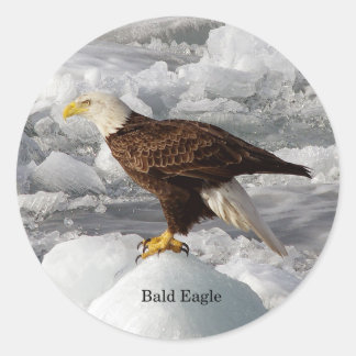 Bald Eagle sticker