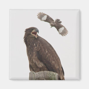 Bald Eagle (Stop body slamming me) Magnet