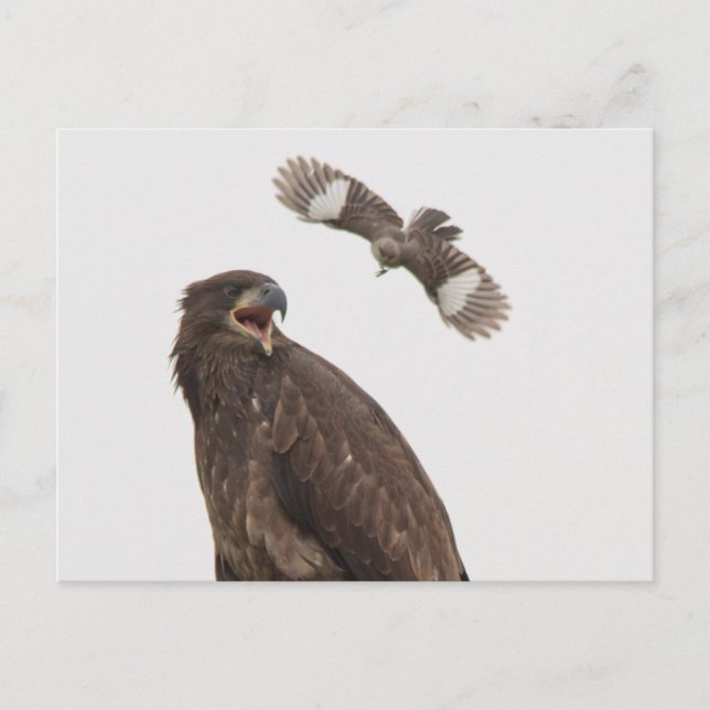 Bald Eagle (Stop body slamming me) Postcard (Front)