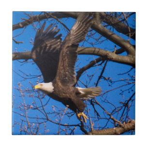 Bald Eagle Take Off Ceramic Tile